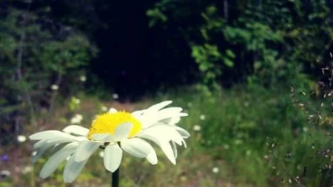 Prästkragen minner om den sommar som gått.