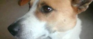 Hunden Ricky har kommit hem