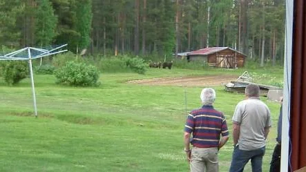 MAMMAN SER. Björnmamman har upptäckt att hon är iakttagen. Den tredje ungen finns bakom mamman. Strax efter att den här bilden är tagen försvinner björnfamiljen in i skogen.