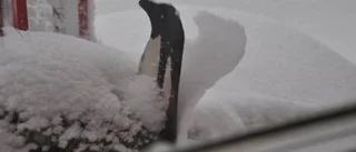 Dagens väderbild