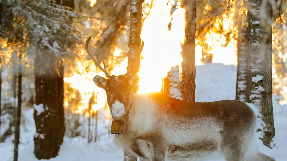 Brändön ren vinter snö turism semester skog djur djurliv samer renar sameby gram kallt kallak lov näring natur norrland norrbotten
frost kyla kallt väder genre vinter snö minus temperatur grader gran växter sol ljus tid timmar is