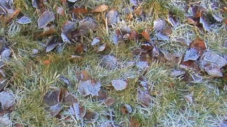 Första frosten.