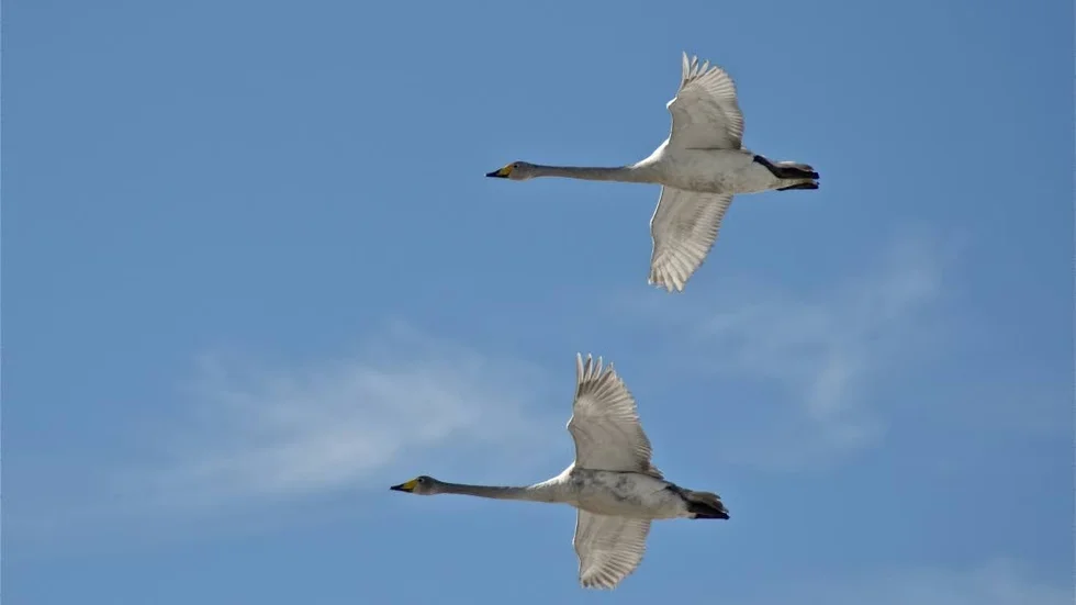 INFLYGNING. Vårens fåglar, här i egenskap av sångsvanar i Alvik, är på ingång.