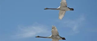 Glad såsom fågeln...