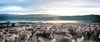 20 miljoner till begärs till renbruksplaner.