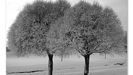 Frostiga pilträde vid kanalen i Piteå.