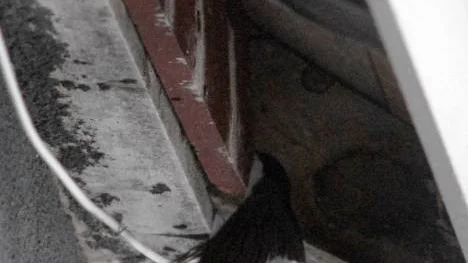 Årets första svala har anlänt till Ullak, väster om Arjeplog. Det första den gjorde var att inspektera bostäderna.