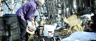 Hos Nancy och Maj-Britt trivs rådjuren