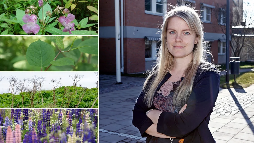 De flesta av de invasiva arterna jättebalsamin (överst till vänster). parkslide (andra bilden till vänster), jätteloka (mitten vänster), lupiner (nederst vänster) kan på olika sätt bekämpas av privatpersoner. Fia Sundin, kommunekolog, Motala kommun, berättar hur. Bilden är ett montage. Bilden på Sundin är en arkivbild.