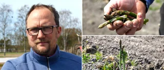 Sparris för hundratusentals kronor förstörd • Odlarens sorg: ”Det känns hopplöst”