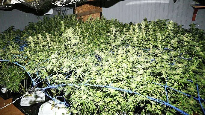 Stort beslag. Cannabisodlingen i huset utanför Älvsbyn hade kunnat inbringa över en miljon kronor på gatan.