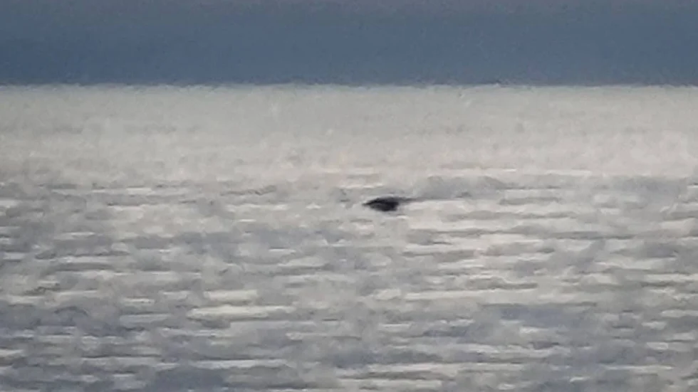 Var det stjärtfenan på en delfin, val, en tumlare eller en säl som Maria Englund såg utanför stranden vid Ygne?
