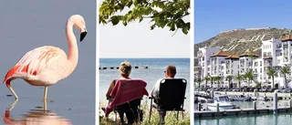 HETTAN – Nu kommer Afrikavärmen till Gotland