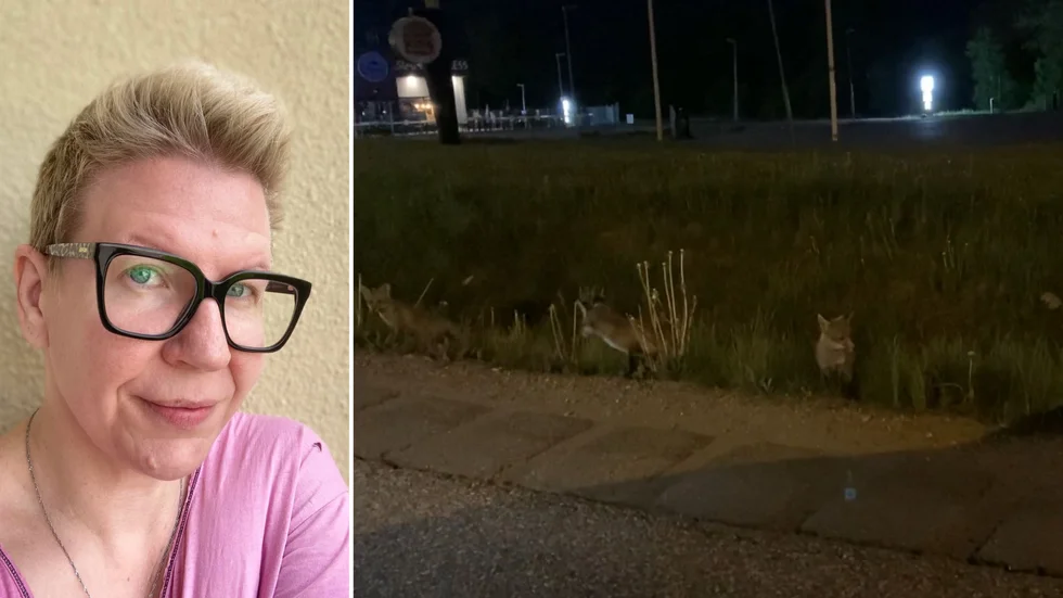 Jenny Wistbacka och hennes sambo Jimmy Holmberg fick stanna i rondellen vid snabbmatsrestaurangen på Västerleden. Tre små rävungar uppehöll sig nämligen vid vägen.