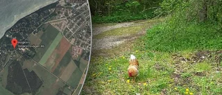 Anna har en bortsprungen tupp på gården