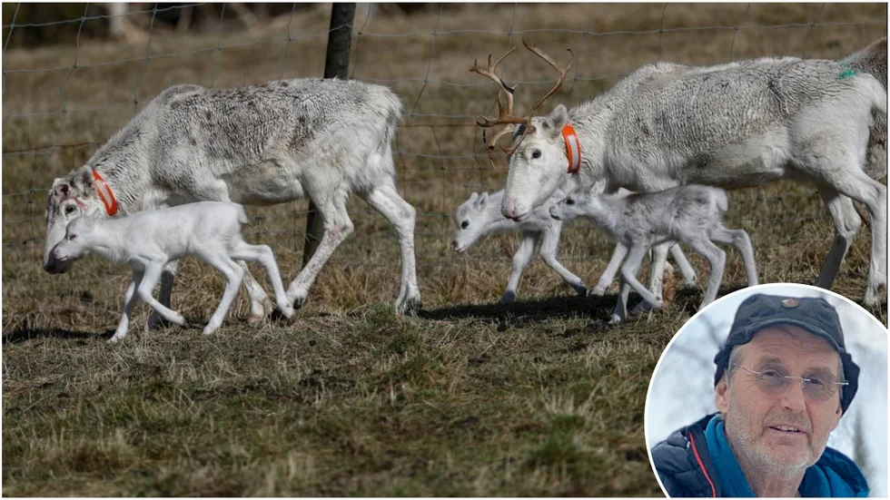 Den nya rennäringslagen var en stor fråga på landsmötet. En av deltagarna var Tomas Stenlund, Malå sameby.