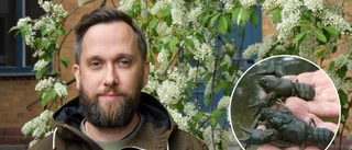 Kräftpest bekräftat i Skellefteälven • Experten varnar: "Det är allvarligt läge nu"