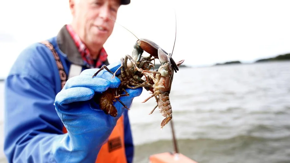 Mellan tre och fem ton kräftor fångar Sven-Olov Karlsson och hans två söner under två månaders fiske av läckerheten.