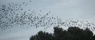 Kajor röstar om flygavgång