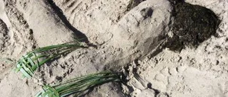 Skulptera sand i Sandviken