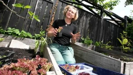 Härdade. Helena Stade förklarar att efter en vecka i skyddat läge utomhus är småplantorna avhärdade för ett liv i full frihet.foto: rolf jönsson