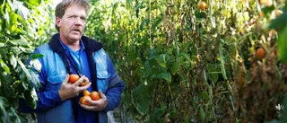 Import hotar öns tomatodling