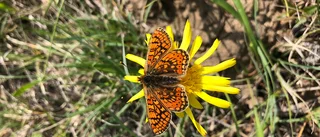 Här kartlägger Cementa ovanliga fjärilar