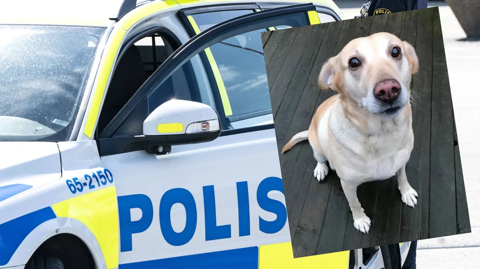 Polisen har fortfarande inte hittat hundens ägare.