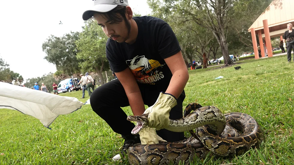 Burmesisk pytonorm är en främmande art som oroar myndigheterna i Florida. Nu har ett rekordlångt exemplar fångats (dock inte detta). Arkivbild.