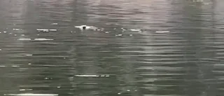 Säl roade Tindra och Ebba vid Femöre
