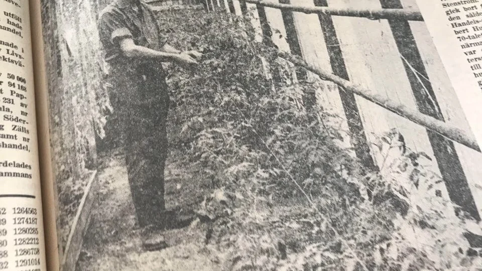 Kuriren för 50 år sedan: Erich Sandberg vid de verkligen imponerande 100-talet tomatplantorna.