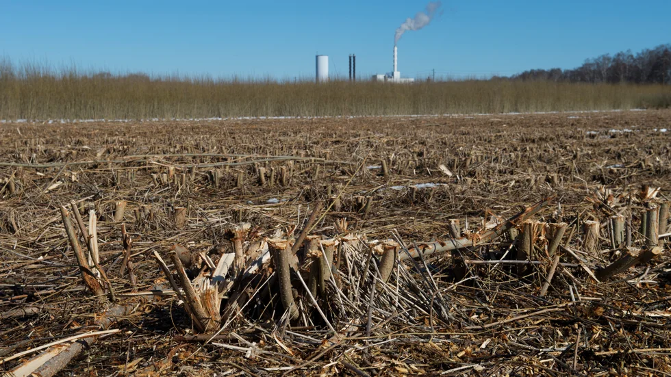 Avverkad energiskog ger fossilfritt bränsle – men en närmiljö som inte gynnar biologisk mångfald. Arkivbild.