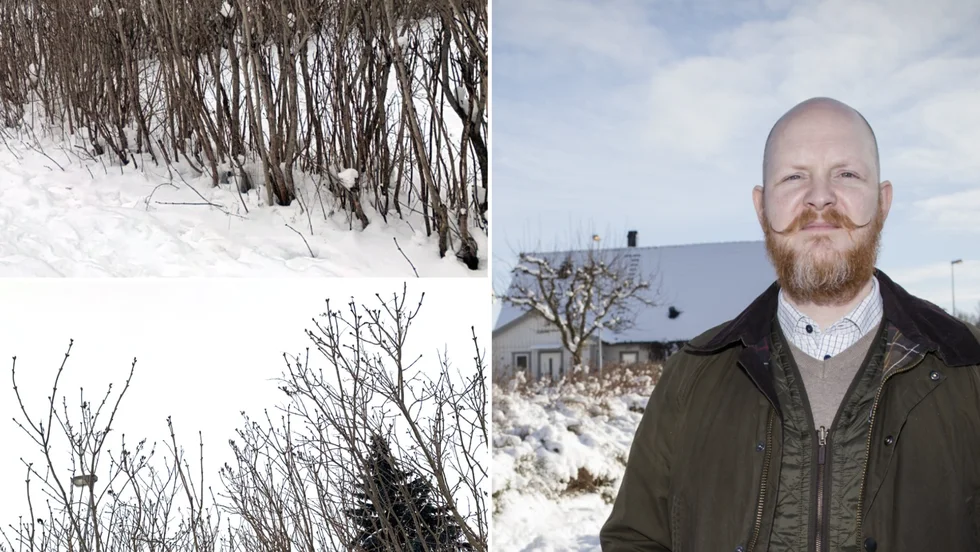 Bygg- och miljönämndens ordförande Martin Edgélius (M), har än en gång varit med och beslutat om vite för de fastighetsägare som struntar i att klippa häcken. 