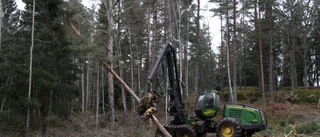 Prisökning på skog överallt – men inte på Gotland