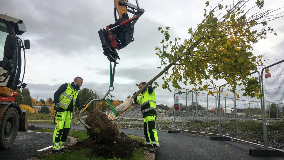 Pontus Höglund och Kalle Andersson motar i lönnen i hålet. Under måndagen planterade park- och naturavdelningen på Eskilstuna kommun ut träd i Skiftinges nya handelsområde.