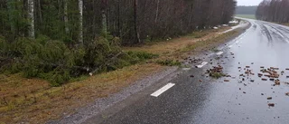 Träd blåste ned över vägen    