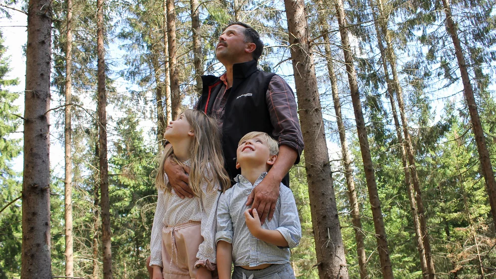 Barren faller i en strid ström över familjen. De angripna granarna håller på att kvävas av granbarkborrens larver. "Skogen mår inte bra" säger Johan Nilsson.