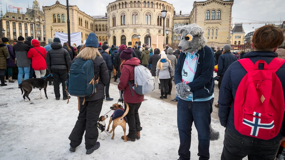Liksom i Sverige är vargen kontroversiell i Norge. Arkivbild från vargvänliga demonstrationer i Oslo.