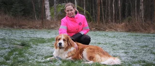 TV: Experten tipsar – så firar du jul på hundars vis