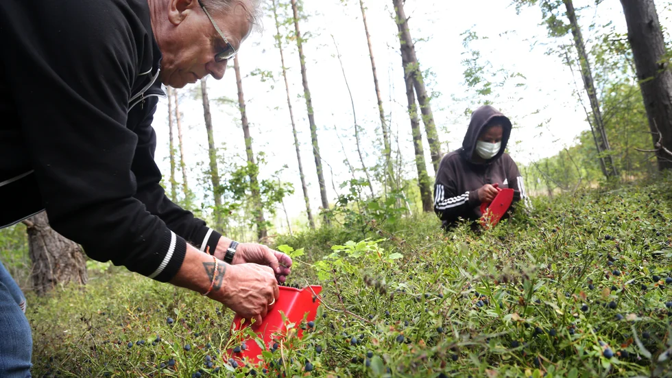 Bengt Jakobsson och Miyuda Suetrong har plockat blåbär i flera veckor. "Otroliga mängder", säger Bengt som aldrig sett så mycket blåbär i de gotländska skogarna.