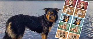 Klart: Här är hunden Ailos frimärke