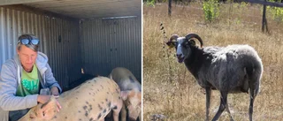 Upprepad vandalisering på 4H-gården: ”De rider på fåren”