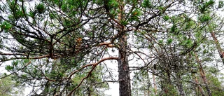 Contortatallen – den värsta av våra invasiva växter