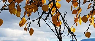Lapporten i höstskrud           