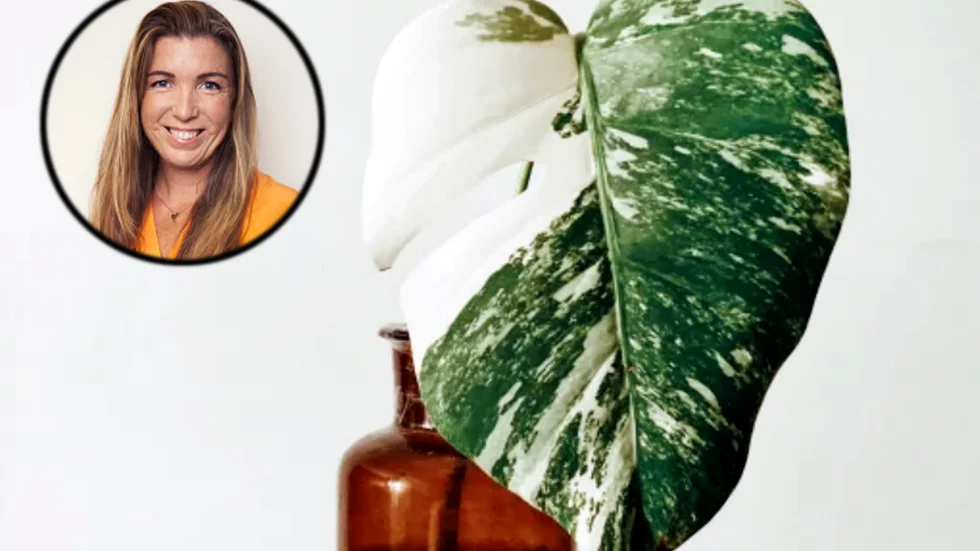 En stickling av Monstera adansonii variegata har sålts för rekordsumman 17 555 kronor. På bild även Sofia Hagelin, presschef på Tradera.