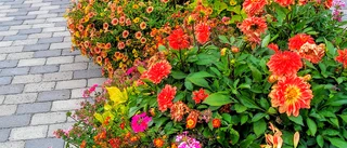 Blomstrande färgexplosion                 