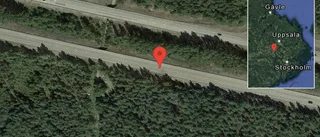 Rådjur på vägen på E18