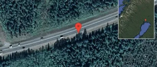 Renar på vägen på E4