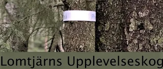 Reflexjakt i Lomtjärns upplevelseskog