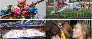 QUIZ: Minns du sportåret 2020?